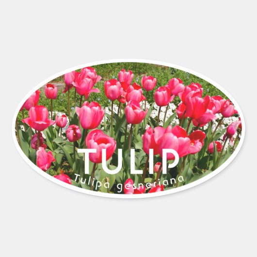 Tulip 楕円形シール (正面)