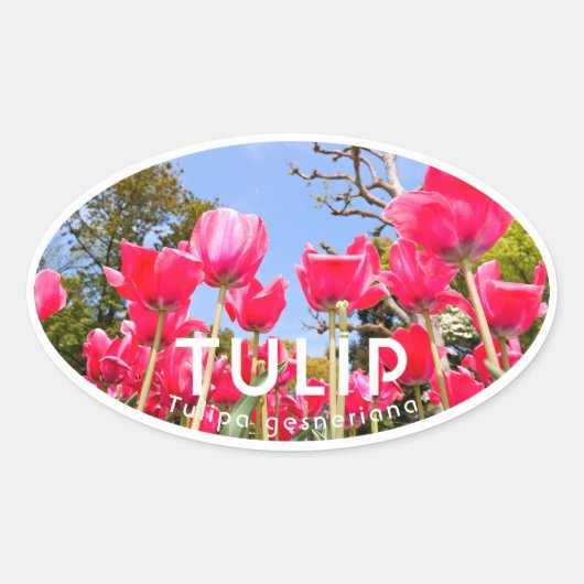 Tulip 楕円形シール (正面)