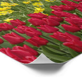Tulip and Grape Hyacinth and daffodil garden, ポスター (角)