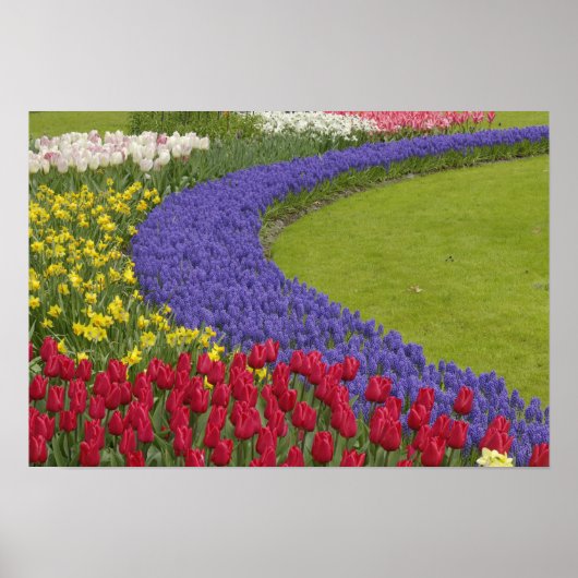 Tulip and Grape Hyacinth and daffodil garden, ポスター (正面)