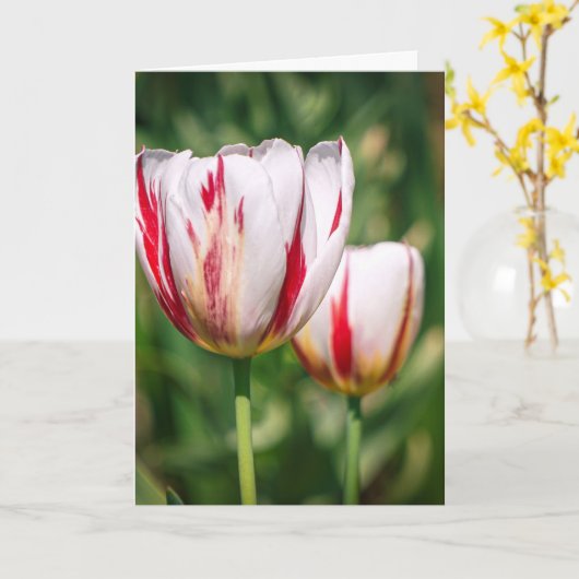 Tulip Delight カード (黄色い花)