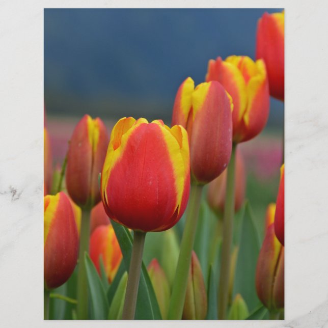 Tulip for Mom (正面)