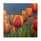 Tulip for Mom タイル (正面)