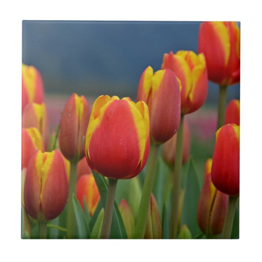 Tulip for Mom タイル (正面)