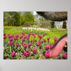 Tulip Garden Through The Dog's Mouth Poster ポスター