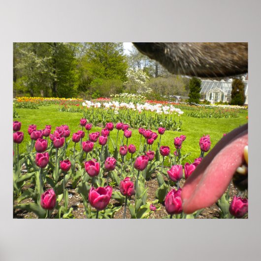 Tulip Garden Through The Dog's Mouth Poster ポスター (正面)