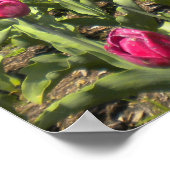 Tulip Garden Through The Dog's Mouth Poster ポスター (角)