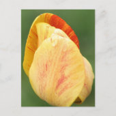 Tulip Petals Flower Photography Personalized ポストカード (正面)