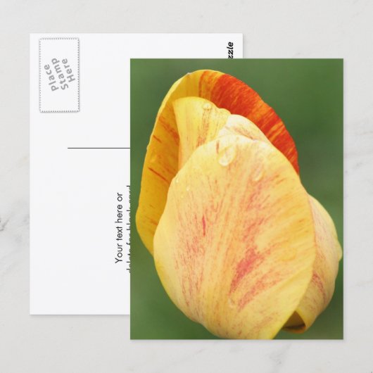 Tulip Petals Flower Photography Personalized ポストカード (正面/裏面)