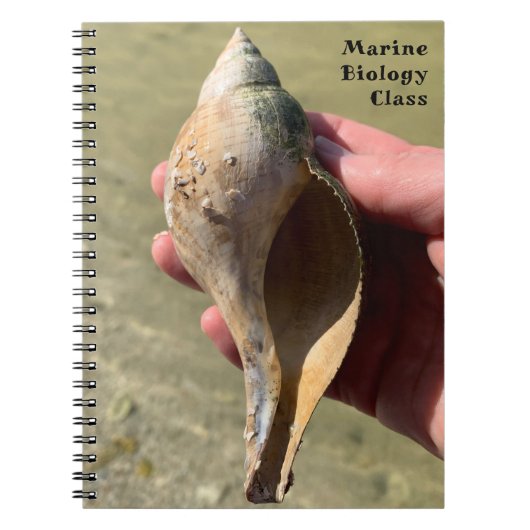 Tulip Shell Marine Snail Photography Custom Title  ノートブック (正面)