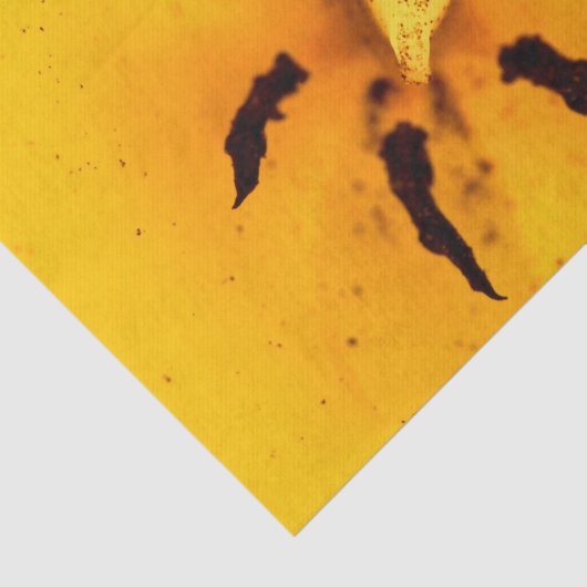Tulip stamen and pollen 薄葉紙 (詳細)