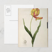 Tulipa gesneriana dracontia, from 'Les ポストカード (正面/裏面)