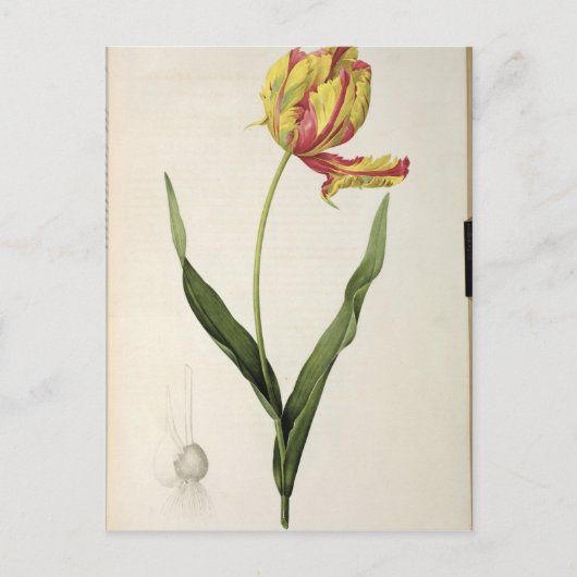 Tulipa gesneriana dracontia, from 'Les ポストカード (正面)
