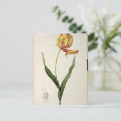 Tulipa gesneriana dracontia, from 'Les ポストカード (スタンド正面)
