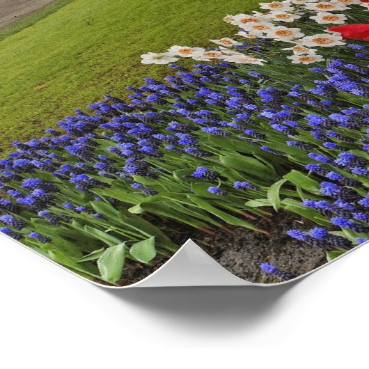 Tulips and daffodils, Keukenhof Gardens, ポスター (角)
