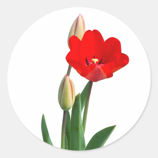 Tulips Classic Round Sticker ラウンドシール (正面)