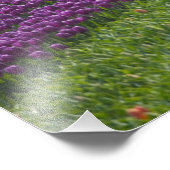 Tulips in Keukenhof Gardens，アムステルダム， 2 フォトプリント (角)