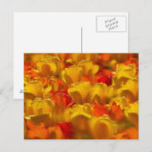 Tulips in Keukenhof Gardens，アムステルダム， 2 ポストカード (正面/裏面)