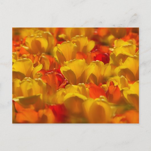 Tulips in Keukenhof Gardens，アムステルダム， 2 ポストカード (正面)