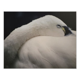 Tundra Swan sleeping Photo Enlargement フォトプリント