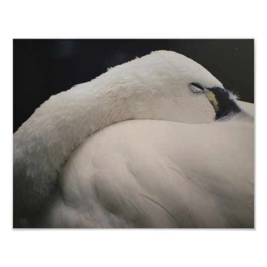 Tundra Swan sleeping Photo Enlargement フォトプリント (正面)