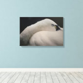 Tundra Swan sleeping Stretched Canvas Print キャンバスプリント (インサイチュ (ウッドフロア))