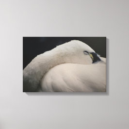 Tundra Swan sleeping Stretched Canvas Print キャンバスプリント