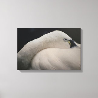 Tundra Swan sleeping Stretched Canvas Print キャンバスプリント