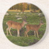 Tuolumne草原、ヨセミテ コースター (正面)