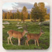 Tuolumne草原、ヨセミテ コースター (正面)