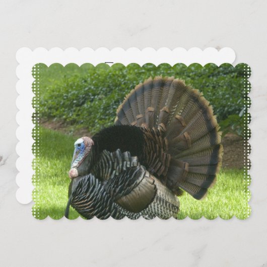 turkey-1.jpg 招待状 (正面/裏面)