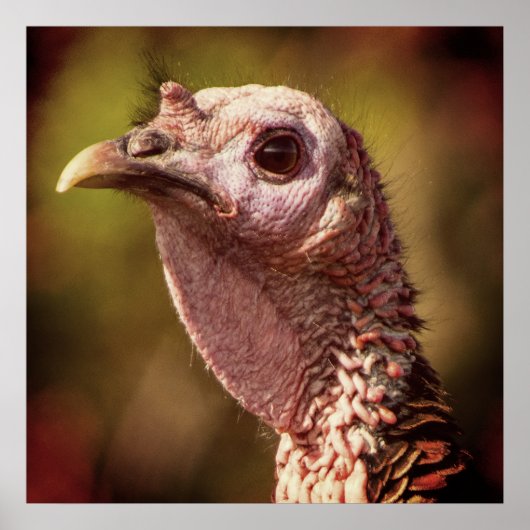 Turkey Up CloseおよびPersonal 24 x 24ポスター ポスター (正面)