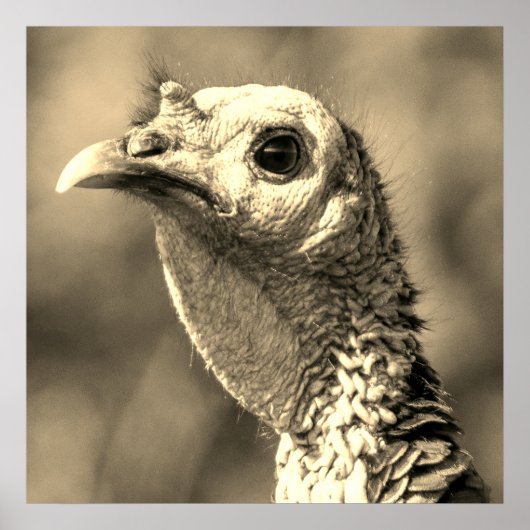 Turkey Up CloseおよびPersonal 24 x 24ポスター ポスター (正面)