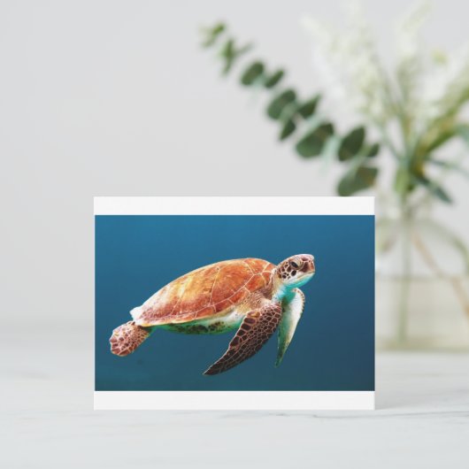 turtle-863 ポストカード (スタンド正面)
