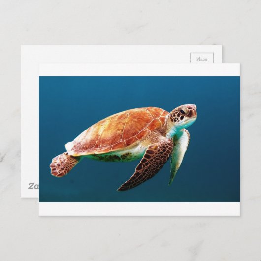 turtle-863 ポストカード (正面/裏面)