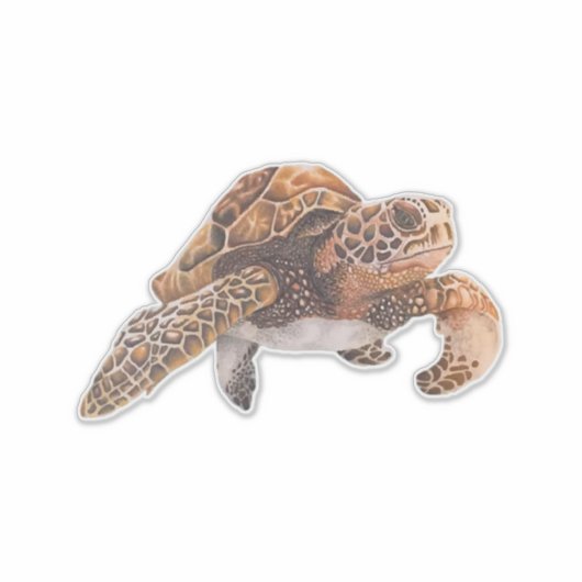 Turtle Copy Copy Copy Copy Copy Copy Copy Copy Cop シール (正面)