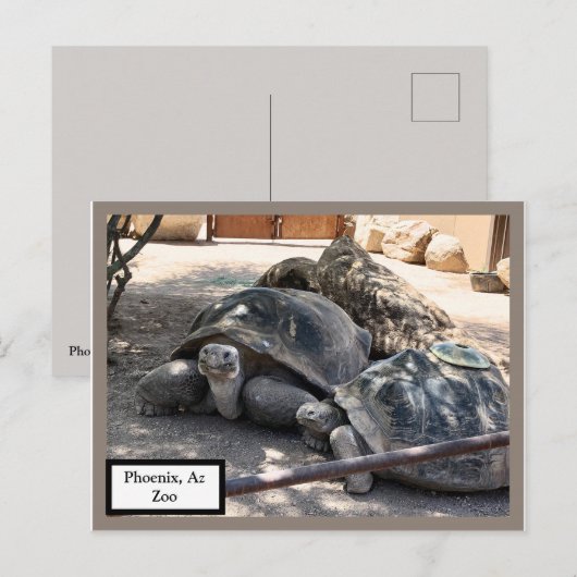 Turtle Friends Phoenix、Az Zoo Postcard ポストカード (正面/裏面)
