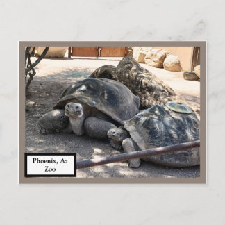 Turtle Friends Phoenix、Az Zoo Postcard ポストカード