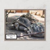 Turtle Friends Phoenix、Az Zoo Postcard ポストカード (正面)