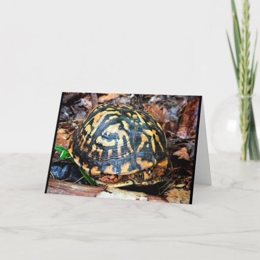 Turtle in the Forest, Chester, South Carolina カード (正面)