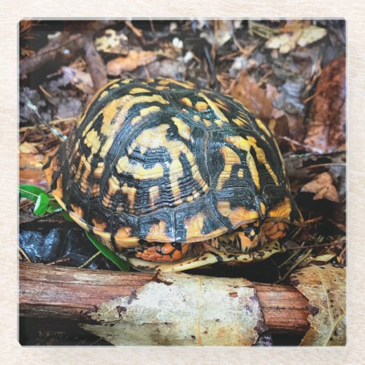 Turtle in the Forest, Chester, South Carolina Post ガラスコースター (正面)