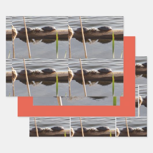 Turtle Lover Wrapping Paper Flat Shts Set of 3 ラッピングペーパーシート (セット)