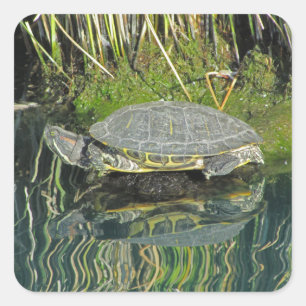 Turtle on Rock Water Reflection写真野生動物 スクエアシール