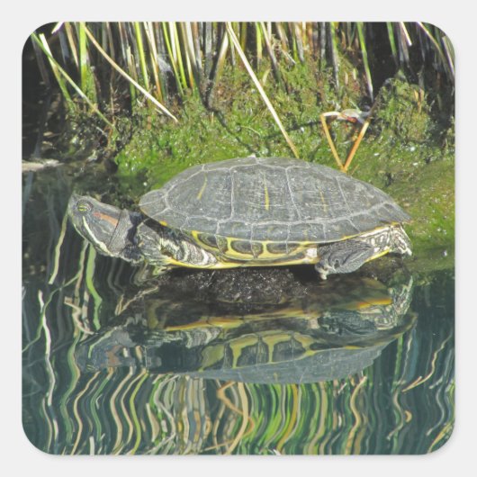 Turtle on Rock Water Reflection写真野生動物 スクエアシール (正面)