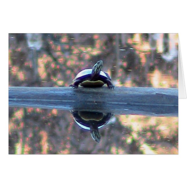 Turtle Reflectionsカード (正面横)