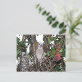 Turtledove ポストカード (スタンド正面)