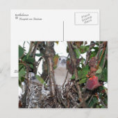 Turtledove ポストカード (正面/裏面)