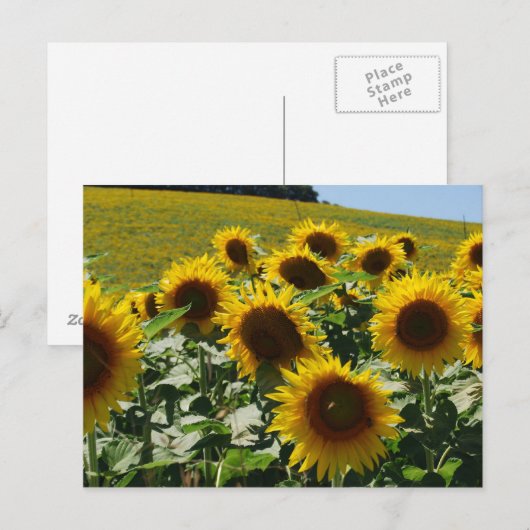 Tuscan_Sunflowers2 ポストカード (正面/裏面)