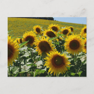 Tuscan_Sunflowers2 ポストカード