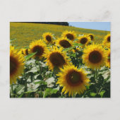 Tuscan_Sunflowers2 ポストカード (正面)